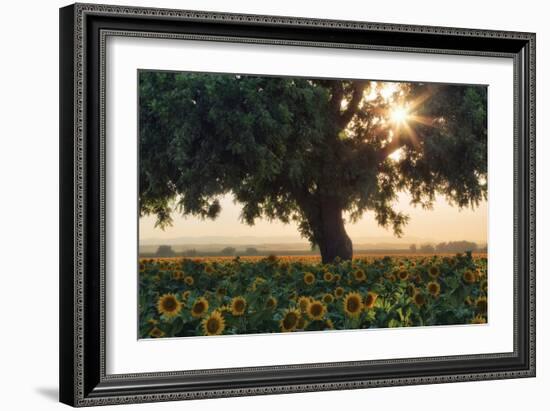 Sunflower Dream Summer in Central California Sunflowers Wildflowers-Vincent James-Framed Photographic Print