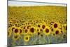 Sunflower field, 2019,-Helen White-Mounted Giclee Print