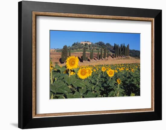 Sunflower field and cottage, San Giovanni d'Asso, Province of Siena, Tuscany, Italy-null-Framed Art Print