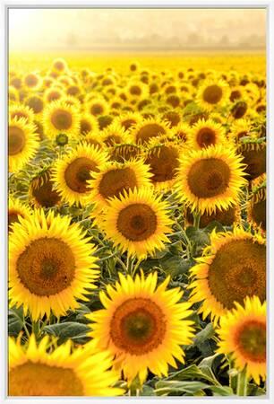 Sunflower Field At Sunset Photographic Print Davizro Photography Art Com