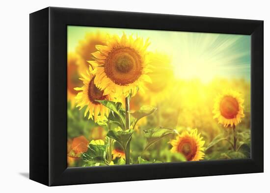 Sunflower Field. Beautiful Sunflowers Blooming on the Field. Growing Yellow Flowers-Subbotina Anna-Framed Premier Image Canvas