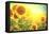 Sunflower Field. Beautiful Sunflowers Blooming on the Field. Growing Yellow Flowers-Subbotina Anna-Framed Premier Image Canvas