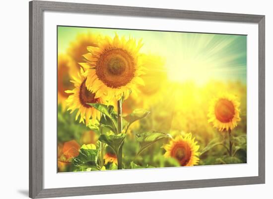 Sunflower Field. Beautiful Sunflowers Blooming on the Field. Growing Yellow Flowers-Subbotina Anna-Framed Photographic Print