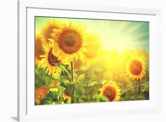 Sunflower Field. Beautiful Sunflowers Blooming on the Field. Growing Yellow Flowers-Subbotina Anna-Framed Photographic Print