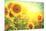 Sunflower Field. Beautiful Sunflowers Blooming on the Field. Growing Yellow Flowers-Subbotina Anna-Mounted Photographic Print