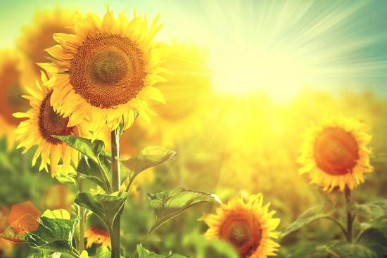 Sunflower Field Beautiful Sunflowers Blooming On The Field Growing Yellow Flowers Photographic Print Subbotina Anna Art Com