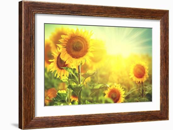 Sunflower Field. Beautiful Sunflowers Blooming on the Field. Growing Yellow Flowers-Subbotina Anna-Framed Photographic Print