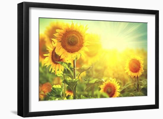 Sunflower Field. Beautiful Sunflowers Blooming on the Field. Growing Yellow Flowers-Subbotina Anna-Framed Photographic Print