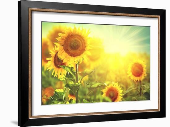 Sunflower Field. Beautiful Sunflowers Blooming on the Field. Growing Yellow Flowers-Subbotina Anna-Framed Photographic Print