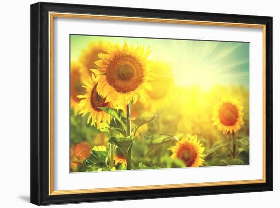 Sunflower Field. Beautiful Sunflowers Blooming on the Field. Growing Yellow Flowers-Subbotina Anna-Framed Photographic Print