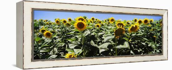 Sunflower Field, California, USA-null-Framed Stretched Canvas