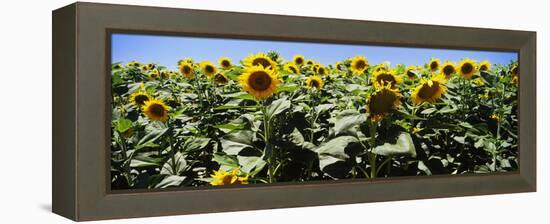 Sunflower Field, California, USA-null-Framed Stretched Canvas