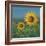 Sunflower Field II-David Swanagin-Framed Art Print