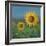 Sunflower Field II-David Swanagin-Framed Art Print