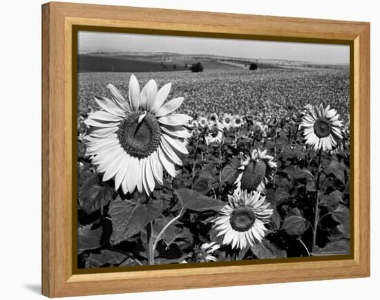 Sunflower Field in Full Bloom-Paul Schutzer-Framed Premier Image Canvas