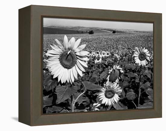 Sunflower Field in Full Bloom-Paul Schutzer-Framed Premier Image Canvas