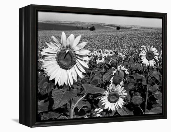 Sunflower Field in Full Bloom-Paul Schutzer-Framed Premier Image Canvas