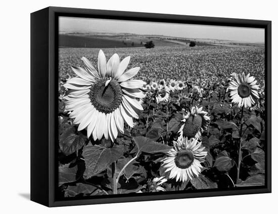 Sunflower Field in Full Bloom-Paul Schutzer-Framed Premier Image Canvas