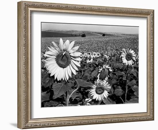 Sunflower Field in Full Bloom-Paul Schutzer-Framed Photographic Print