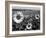 Sunflower Field in Full Bloom-Paul Schutzer-Framed Photographic Print