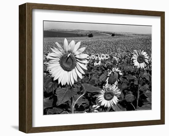 Sunflower Field in Full Bloom-Paul Schutzer-Framed Photographic Print