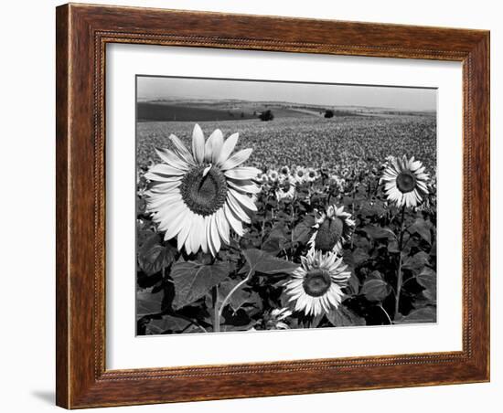 Sunflower Field in Full Bloom-Paul Schutzer-Framed Photographic Print