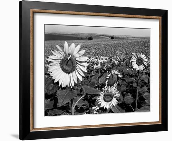 Sunflower Field in Full Bloom-Paul Schutzer-Framed Photographic Print