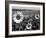 Sunflower Field in Full Bloom-Paul Schutzer-Framed Photographic Print