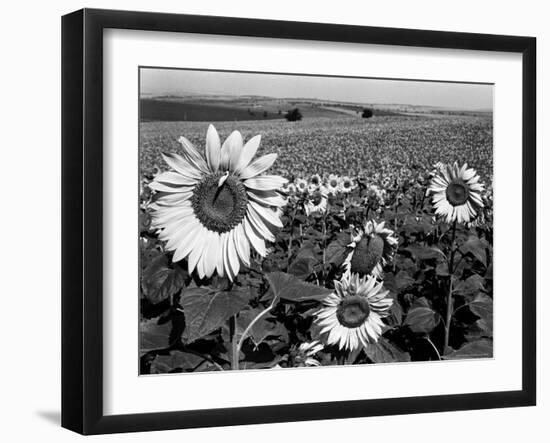 Sunflower Field in Full Bloom-Paul Schutzer-Framed Photographic Print