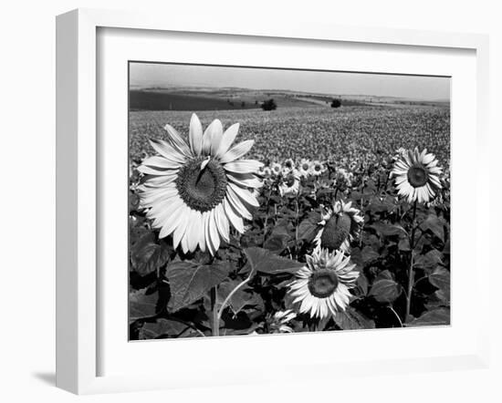 Sunflower Field in Full Bloom-Paul Schutzer-Framed Photographic Print