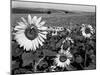 Sunflower Field in Full Bloom-Paul Schutzer-Mounted Photographic Print