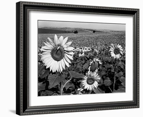 Sunflower Field in Full Bloom-Paul Schutzer-Framed Photographic Print