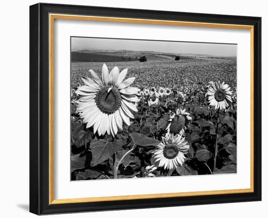 Sunflower Field in Full Bloom-Paul Schutzer-Framed Photographic Print