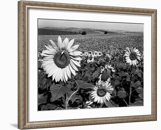Sunflower Field in Full Bloom-Paul Schutzer-Framed Photographic Print