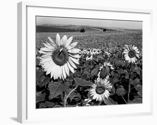 Sunflower Field in Full Bloom-Paul Schutzer-Framed Photographic Print