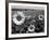 Sunflower Field in Full Bloom-Paul Schutzer-Framed Photographic Print