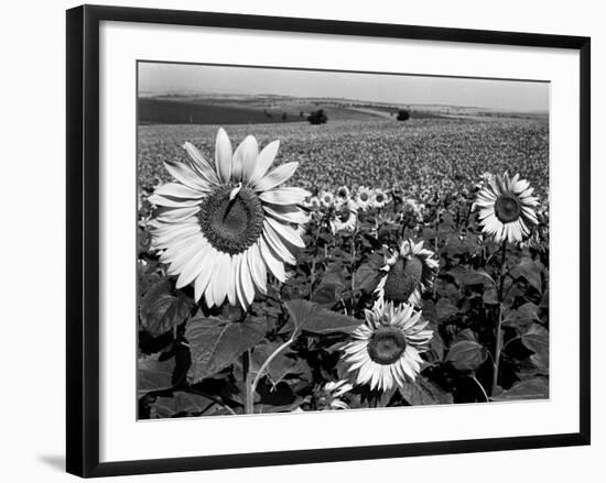 Sunflower Field in Full Bloom-Paul Schutzer-Framed Photographic Print