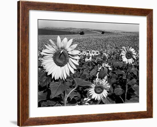 Sunflower Field in Full Bloom-Paul Schutzer-Framed Photographic Print