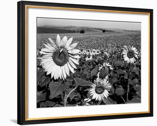 Sunflower Field in Full Bloom-Paul Schutzer-Framed Photographic Print