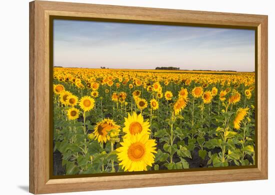 Sunflower Field in Morning Light in Michigan, North Dakota, USA-Chuck Haney-Framed Premier Image Canvas