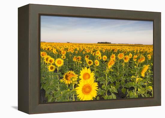 Sunflower Field in Morning Light in Michigan, North Dakota, USA-Chuck Haney-Framed Premier Image Canvas