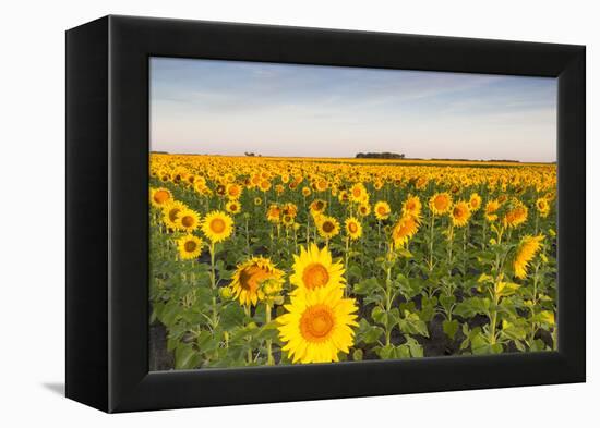 Sunflower Field in Morning Light in Michigan, North Dakota, USA-Chuck Haney-Framed Premier Image Canvas