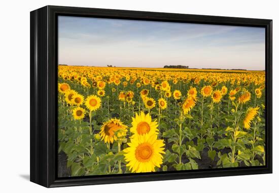 Sunflower Field in Morning Light in Michigan, North Dakota, USA-Chuck Haney-Framed Premier Image Canvas