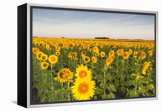 Sunflower Field in Morning Light in Michigan, North Dakota, USA-Chuck Haney-Framed Premier Image Canvas