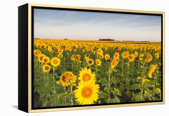 Sunflower Field in Morning Light in Michigan, North Dakota, USA-Chuck Haney-Framed Premier Image Canvas