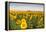 Sunflower Field in Morning Light in Michigan, North Dakota, USA-Chuck Haney-Framed Premier Image Canvas
