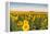 Sunflower Field in Morning Light in Michigan, North Dakota, USA-Chuck Haney-Framed Premier Image Canvas