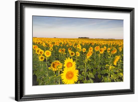 Sunflower Field in Morning Light in Michigan, North Dakota, USA-Chuck Haney-Framed Photographic Print