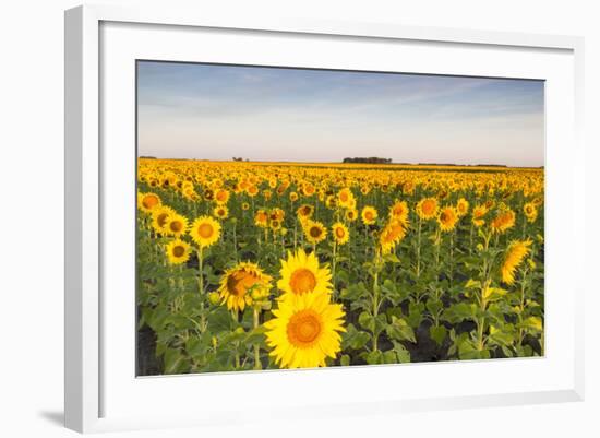 Sunflower Field in Morning Light in Michigan, North Dakota, USA-Chuck Haney-Framed Photographic Print