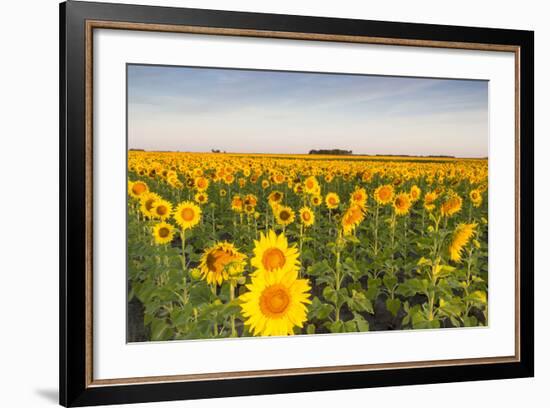 Sunflower Field in Morning Light in Michigan, North Dakota, USA-Chuck Haney-Framed Photographic Print